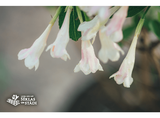 Weigela praecox   'Anita'